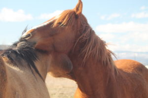 bucky and maggie nuzzle